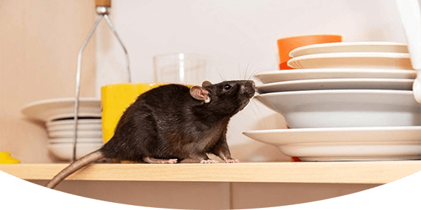 Rodent Control Services