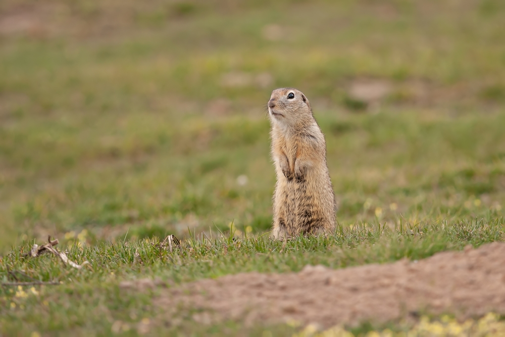 Gopher Removal Temecula CA